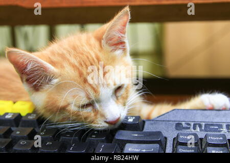 Orange chaton dormant sur l'utilisation de la technologie de clavier ordinateur. business concept Banque D'Images