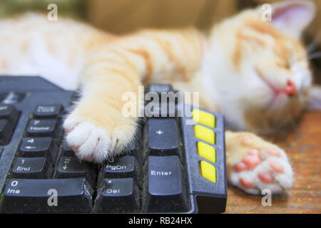 Orange chaton dormant sur l'utilisation de la technologie de clavier ordinateur. business concept Banque D'Images