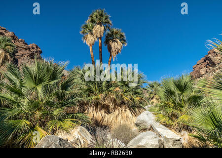 Palmiers et d'eau douce coulant, Borrego Palm Canyon Oasis, Anza Borrego State Park, Californie Banque D'Images