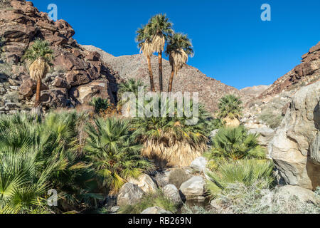 Palmiers et d'eau douce coulant, Borrego Palm Canyon Oasis, Anza Borrego State Park, Californie Banque D'Images