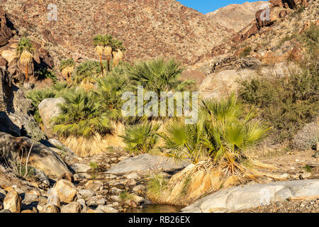 Palmiers et d'eau douce coulant, Borrego Palm Canyon Oasis, Anza Borrego State Park, Californie Banque D'Images