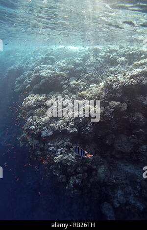 Le Trou Bleu est un lieu de plongée populaire sur le Sinaï, à quelques kilomètres au nord de Dahab, Egypte, sur la côte de la Mer Rouge. Banque D'Images