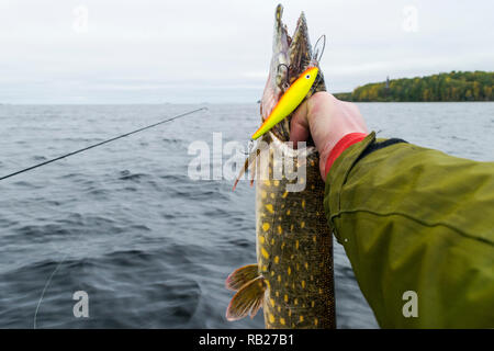 Gros poisson dans les mains du pêcheur. Pêcheur capturé et holding big pike le poisson. Concepts de la pêche réussie. Banque D'Images