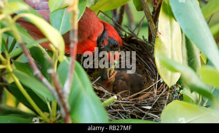 Un Homme Oiseau Cardinal Alimente Une Chenille Verte A Son Bebe Dans Le Nid Photo Stock Alamy