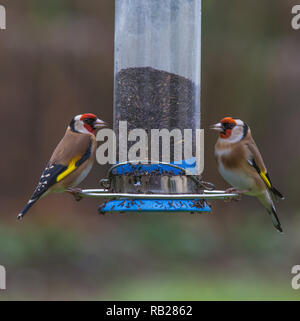 Les chardonnerets Carduelis carduelis [ ] se nourrissant de graines de niger du convoyeur de jardin Banque D'Images