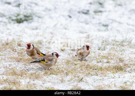 Carduelis carduelis Goldfinch [ ] sur l'herbe couverte de neige Banque D'Images
