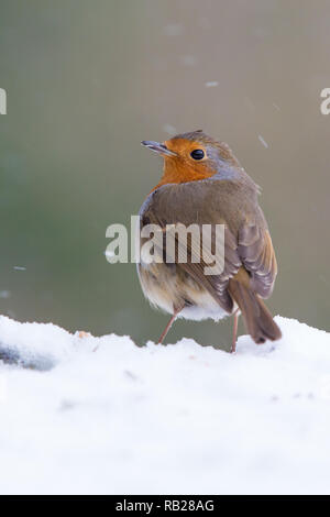 Robin Erithacus rubecula aux abords [ ] dans la neige Banque D'Images