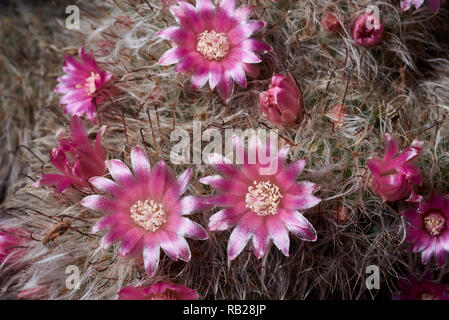 Macro image de Mammillaria hahniana fleur. Banque D'Images