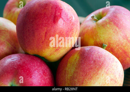 Gros plan du fraîchement lavés le rouge et le vert les pommes biologiques (Malus domestica 'Gala') Banque D'Images