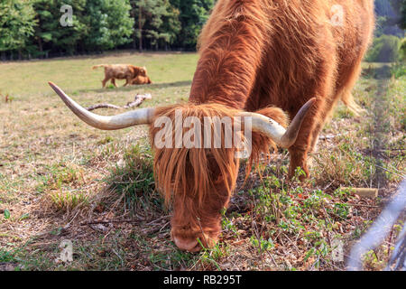 Libre de Shaggy Scottish Highland cattle sur une prairie ensoleillée. Banque D'Images