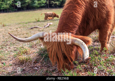 Libre de Shaggy Scottish Highland cattle sur une prairie ensoleillée. Banque D'Images
