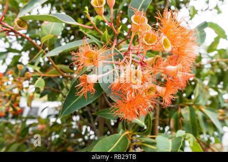 Fleurs et feuilles de l'arbre Rouge Australienne Ironbark, Eucalyptus Sideroxylon rosea. Banque D'Images