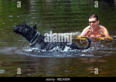 Jeu de chien, chien femme, Schnauzer, natation, Happy Black schnauzer, chien séchant heureux dans la rivière eau vacances d'été République tchèque chien séchant Banque D'Images