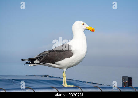 Cape, Larus dominicanus vetula, sur le dessus d'un bateau, Walvis Bay, en Namibie Banque D'Images