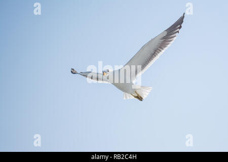 Cape, Larus dominicanus vetula, battant, Walvis Bay, en Namibie Banque D'Images