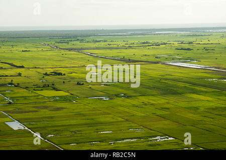 Les champs de riz au Cambodge Banque D'Images