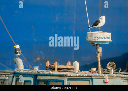 Cape, Larus dominicanus vetula, sur le dessus d'un bateau, Walvis Bay, en Namibie Banque D'Images