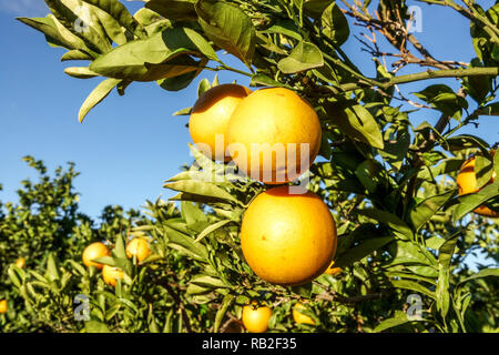 Le mûrissement des oranges sur l'arbre, région de Valence, Espagne Banque D'Images