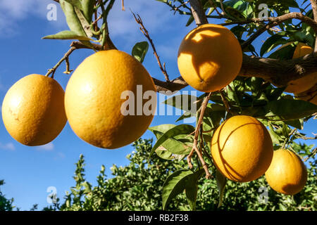 Le mûrissement des oranges sur l'arbre, Valencia comunidad Région Alicante, Espagne Banque D'Images