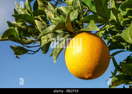 Orange maturation on tree branch, région de Valence, Espagne Banque D'Images