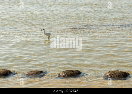 Aigrette marche dans l'eau en mer. L'Aigrette garzette marche sur le bord de la Mer Banque D'Images