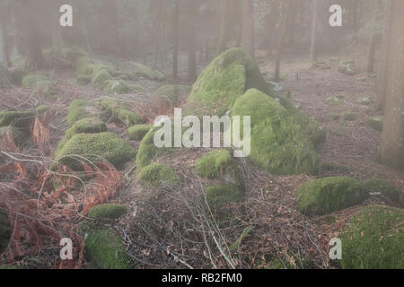 Les roches de la forêt brumeuse profonds recouverts de mousse dans la lumière du matin. Banque D'Images