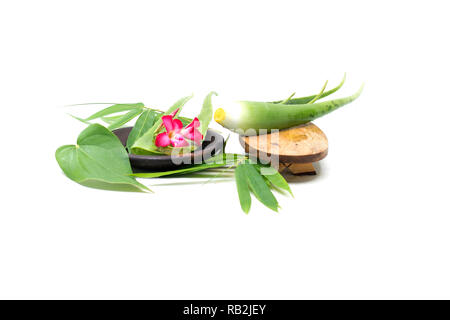 Aloe vera et fleur de frangipani Banque D'Images