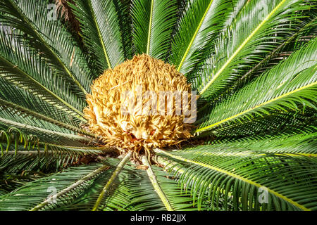 Sago Palm, Cycas Revoluta – jardin botanique Elche Espagne gymnosperm femelle Banque D'Images