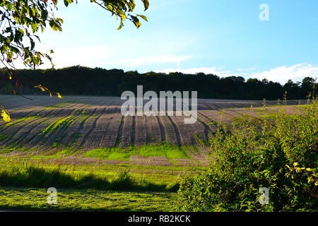 Un champ en Septembre sur une colline de craie près de Shoreham, dans le Kent. Dunstall woods au-delà. Près de hameau de Austin Lodge Banque D'Images