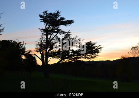 Silhouette d'un arbre endommagé cèdre du Liban sur Darenth Valley Golf Course, Shoreham, dans le Kent, après un coucher de soleil en Octobre Banque D'Images