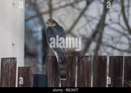 Huppé mâle eurasien (Accipiter nisus) assis sur la clôture en bois dans le jardin. Banque D'Images