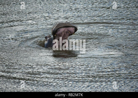 Hippo ou l'Hippopotame (Hippopotamus amphibius) à la surface de l'eau avec sa bouche grande ouverte à l'état sauvage de l'Afrique du Sud Banque D'Images