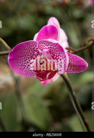 Orchidée fleur close-up photo Banque D'Images