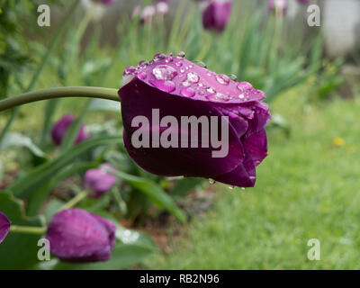 Averses printanières sur les tulipes. Banque D'Images