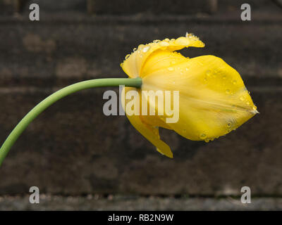 Averses printanières sur les tulipes. Banque D'Images