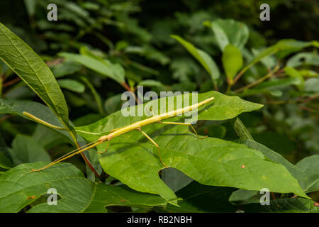 (Diapheromera femorata Walkingstick du Nord) Banque D'Images