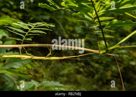 (Diapheromera femorata Walkingstick du Nord) Banque D'Images