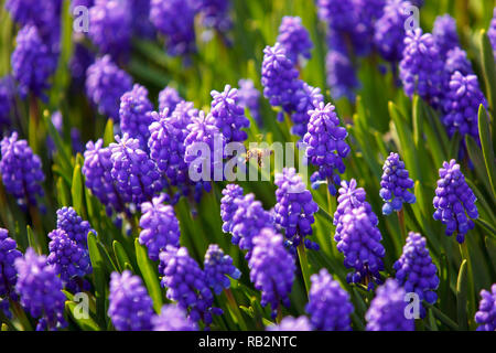 Abeille sur des fleurs muscari violet Banque D'Images