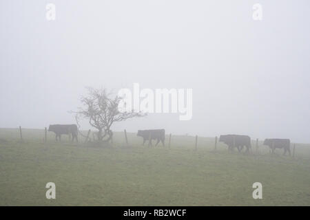 Fontenilles, Ecosse, Royaume-Uni. 6 janvier 2018. UK - bovins dans le brouillard dans Baldernock, Merville, 10 miles au nord du centre-ville de Glasgow : Crédit Kay Roxby/Alamy Live News Banque D'Images