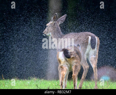 Elkton, Oregon, USA. 6 janvier, 2019. Une queue noire doe et son faon secouer l'eau de pluie tout en se tenant dans la cour d'une maison près de Elkton dans les zones rurales de l'ouest de l'Oregon. Le National Weather Service a émis un avis météorologique de l'hiver pour la région et appelle à jusqu'à 8 pouces de neige humide en haute altitude et la pluie dans les vallées. Crédit : Robin/Loznak ZUMA Wire/Alamy Live News Banque D'Images