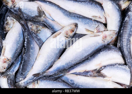 Hareng congelé. Groupe de poissons congelés de poissons de l'Atlantique glacé.. Harengs. Modèle de Hareng Hareng.texture. Banque D'Images