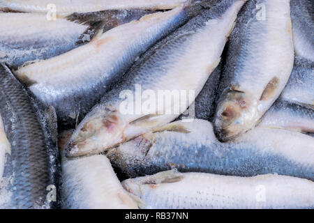 Hareng congelé. Groupe de poissons congelés de poissons de l'Atlantique glacé.. Harengs. Modèle de Hareng Hareng.texture. Banque D'Images