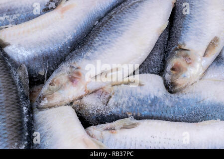 Hareng congelé. Groupe de poissons congelés de poissons de l'Atlantique glacé.. Harengs. Modèle de Hareng Hareng.texture. Banque D'Images
