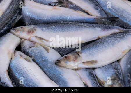 Hareng congelé. Groupe de poissons congelés de poissons de l'Atlantique glacé.. Harengs. Modèle de Hareng Hareng.texture. Banque D'Images