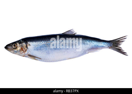Poisson hareng isolé sur fond blanc. Groupe de poissons congelés de poissons de l'Atlantique glacé.. Harengs. Modèle de hareng. La texture du hareng. L'espace vide. Spa de copie Banque D'Images