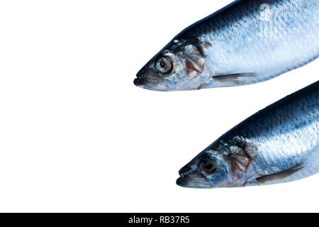 Poisson hareng isolé sur fond blanc. Groupe de poissons congelés de poissons de l'Atlantique glacé.. Harengs. Modèle de hareng. La texture du hareng. L'espace vide. Spa de copie Banque D'Images