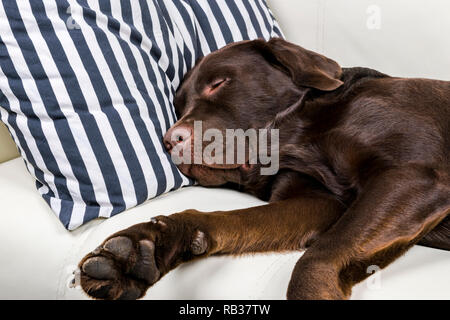 Brown chocolate labrador retriever dog est en train de dormir sur un canapé avec oreiller. Dormir sur le canapé. Beaux jeunes assez adorable labrador retriever dog. Banque D'Images