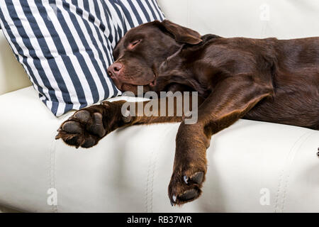 Brown chocolate labrador retriever dog est en train de dormir sur un canapé avec oreiller. Dormir sur le canapé. Beaux jeunes assez adorable labrador retriever dog. Banque D'Images