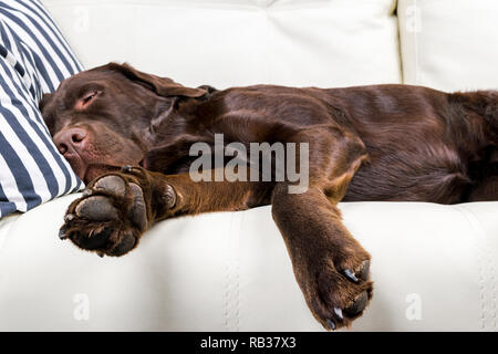 Brown chocolate labrador retriever dog est en train de dormir sur un canapé avec oreiller. Dormir sur le canapé. Beaux jeunes assez adorable labrador retriever dog. Banque D'Images