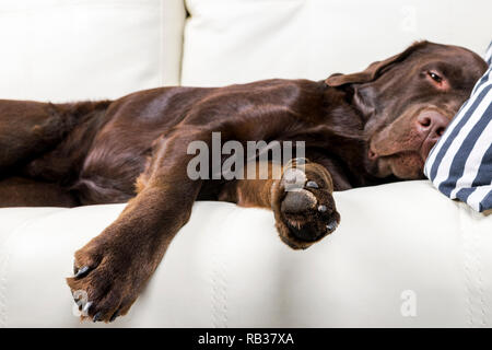 Brown chocolate labrador retriever dog est en train de dormir sur un canapé avec oreiller. Dormir sur le canapé. Beaux jeunes assez adorable labrador retriever dog. Banque D'Images